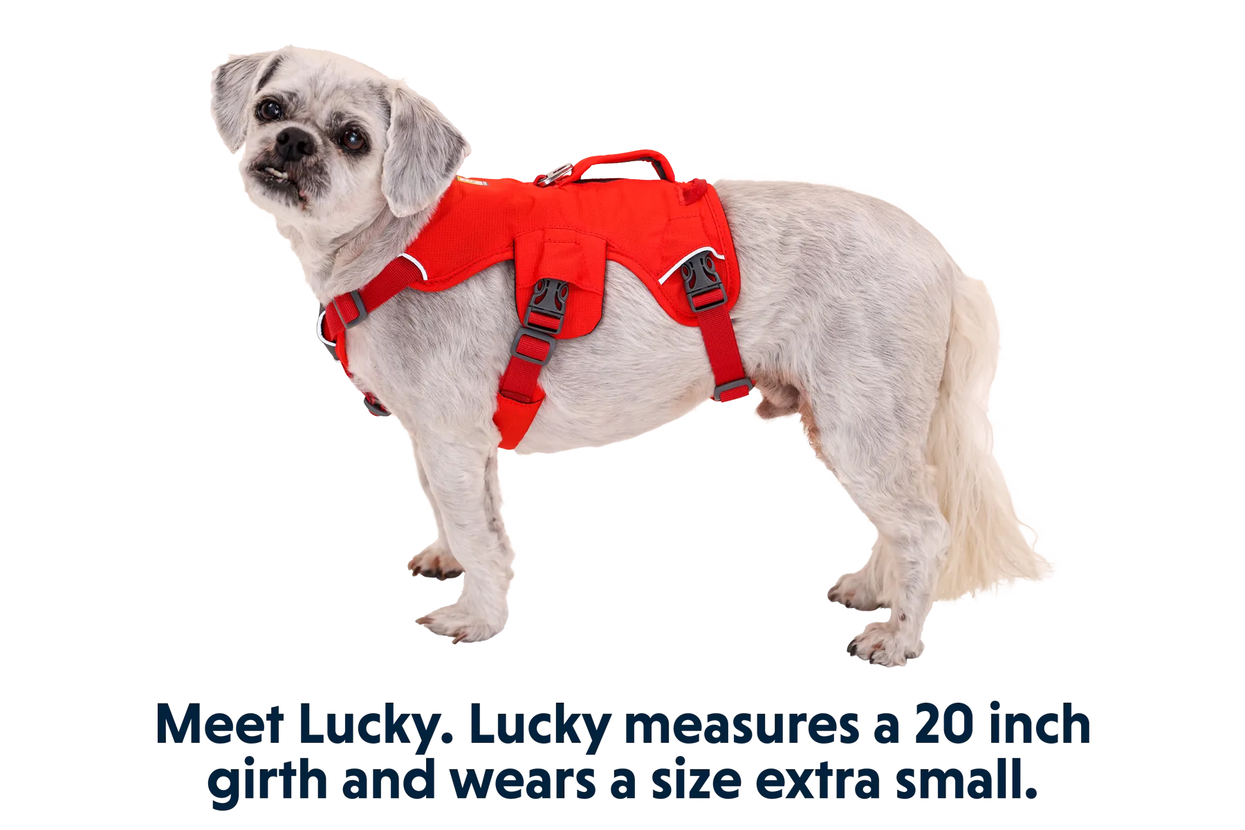 Web Master™ Dog Harness with Handle