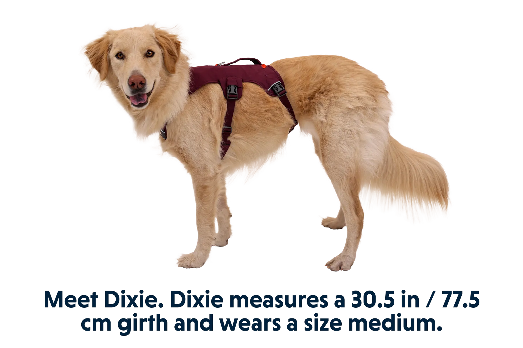 Web Master™ Dog Harness with Handle