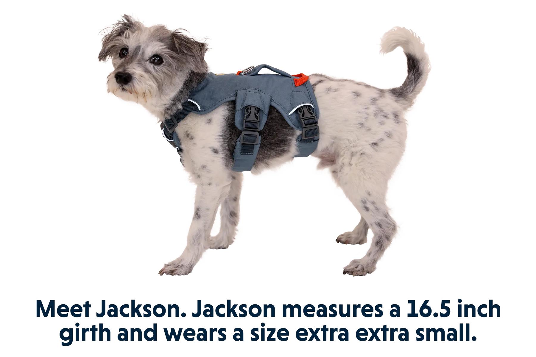 Web Master™ Dog Harness with Handle